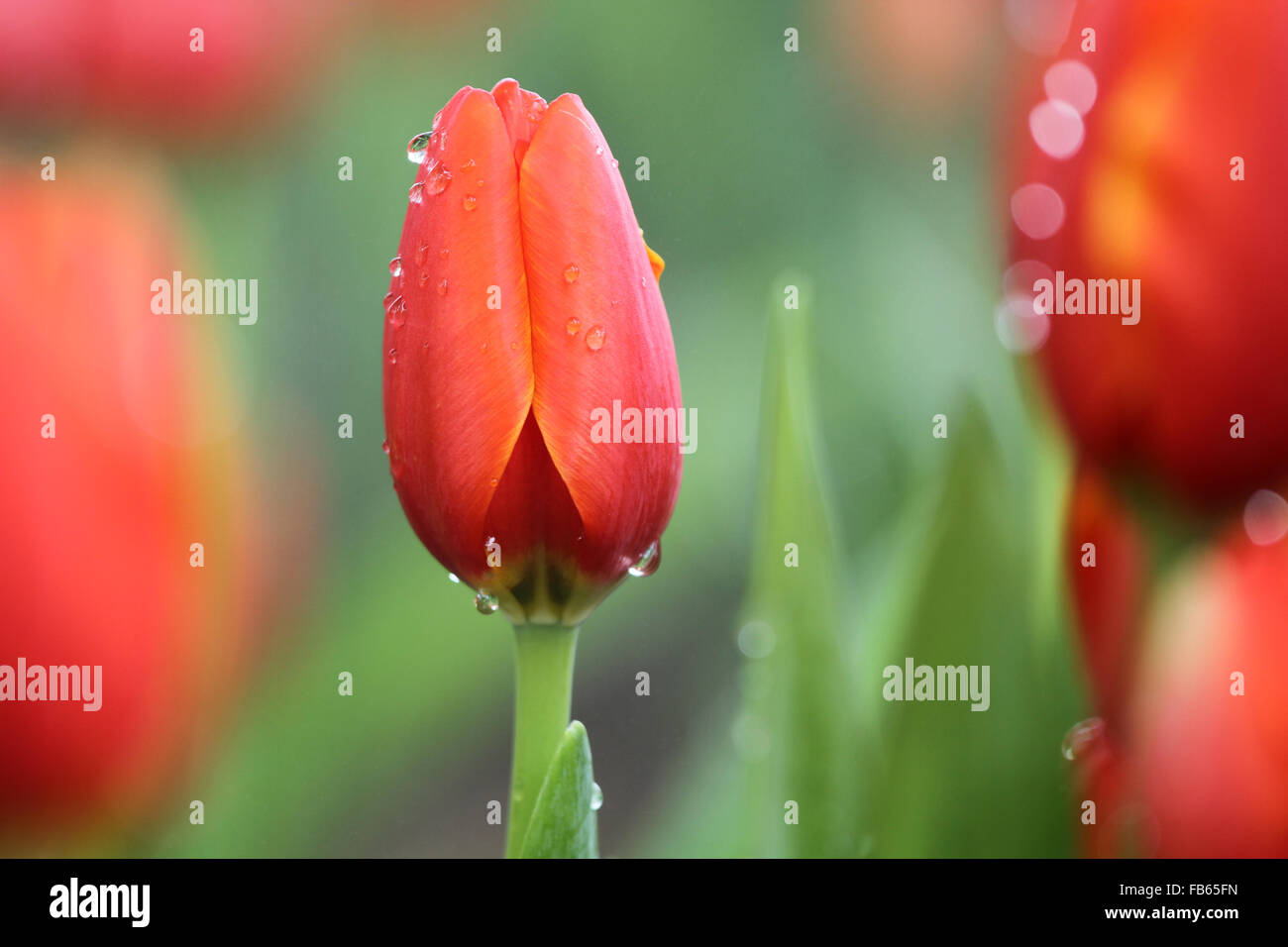 Rosso e tulipani gialli Foto Stock