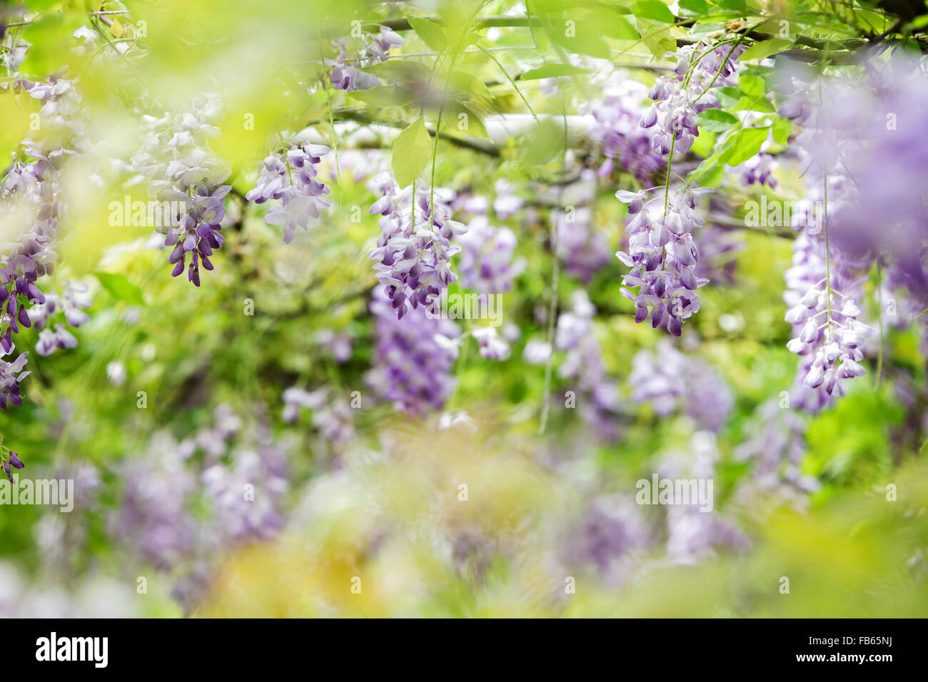 Nuova Città di Taipei, Taiwan - Apr 11,2012 : Wisteria floribunda con bel colore e sfondo Foto Stock