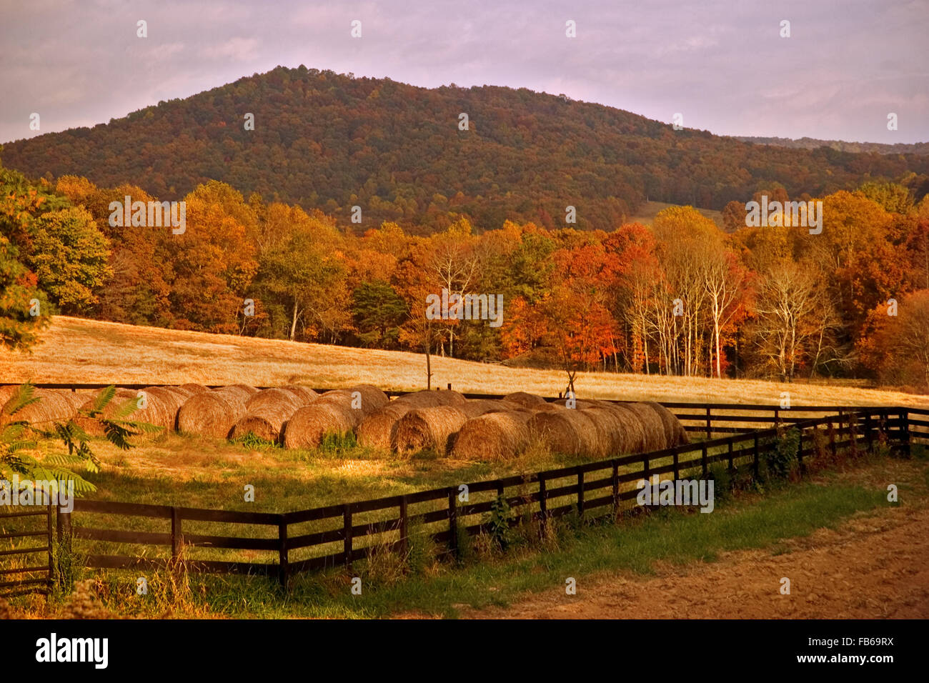 Appena tagliato set di Fieno in balle in un campo tra le Blue Ridge Mountains del North Georgia, Stati Uniti d'America. Foto Stock