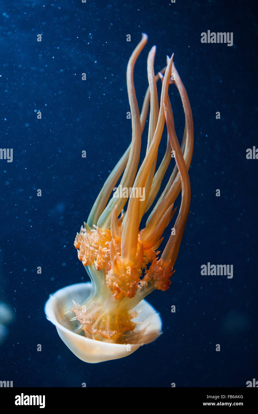 Gelatina di fiamma (Rhopilema esculentum), Monterey Bay Aquarium, Monterey, California, Stati Uniti d'America Foto Stock