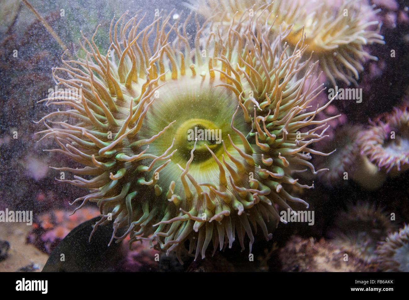 Verde gigante (anemone Anthopleura xanthogrammica), Monterey Bay Aquarium, Monterey, California, Stati Uniti d'America Foto Stock
