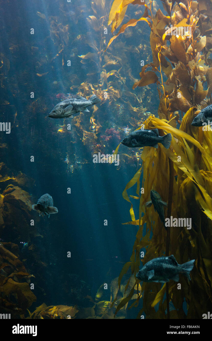 Pesce nuotare attraverso Giant Kelp (Macrocystis pyrifera), Monterey Bay Aquarium, Monterey, California, Stati Uniti d'America Foto Stock