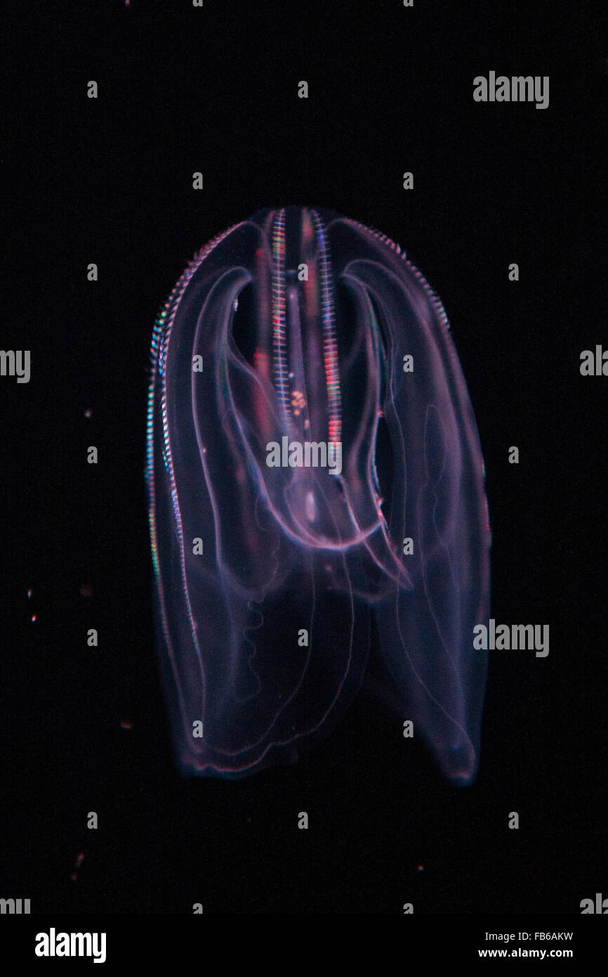 Pettine presenta verrucosa jelly (Mnemiopsis leidyi), Monterey Bay Aquarium, Monterey, California, Stati Uniti d'America Foto Stock