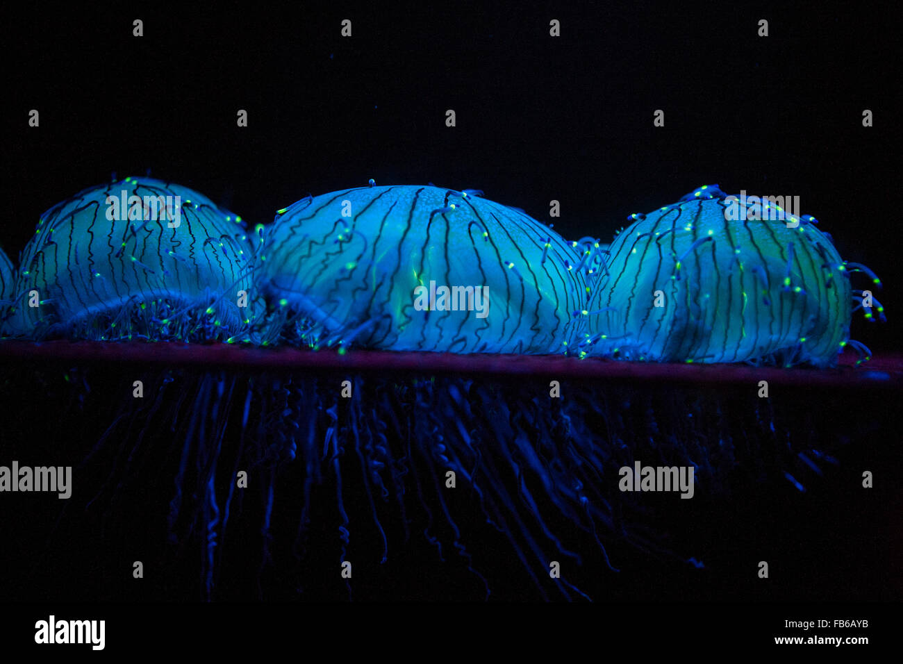 Flower hat jelly (Olindias formosa), Monterey Bay Aquarium, Monterey, California, Stati Uniti d'America Foto Stock