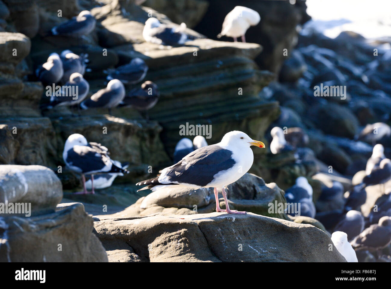 Gabbiani su di una scogliera rocciosa a La Jolla, California Foto Stock