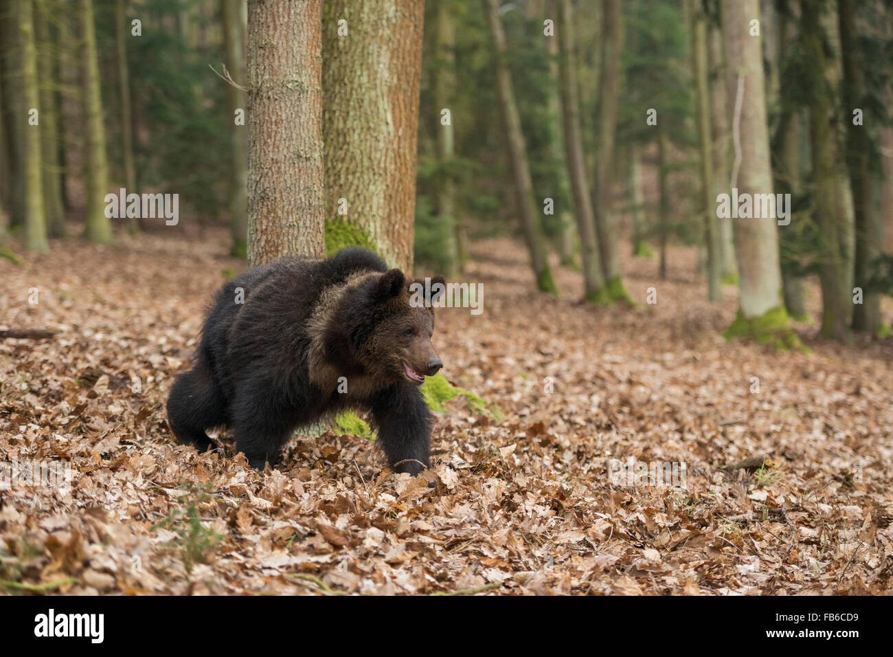 I giovani europei orso bruno / Europaeischer Braunbaer ( Ursus arctos ) sul suo modo attraverso un bosco misto, l'Europa. Foto Stock