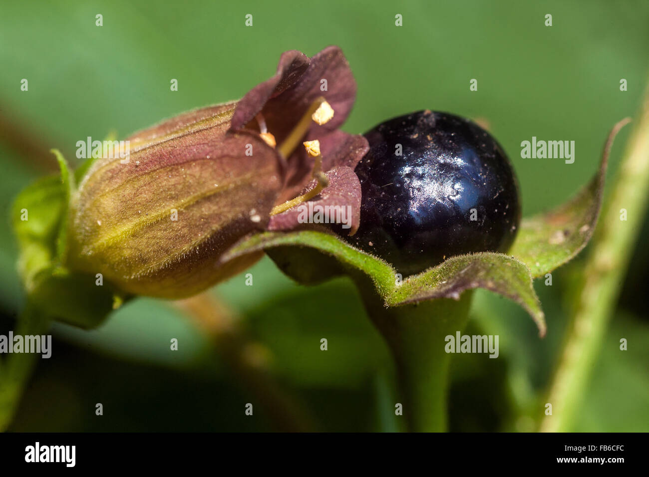 Atropa belladonna, belladonna, velenosi frutti maturi, estate, impianti pericolosi Foto Stock