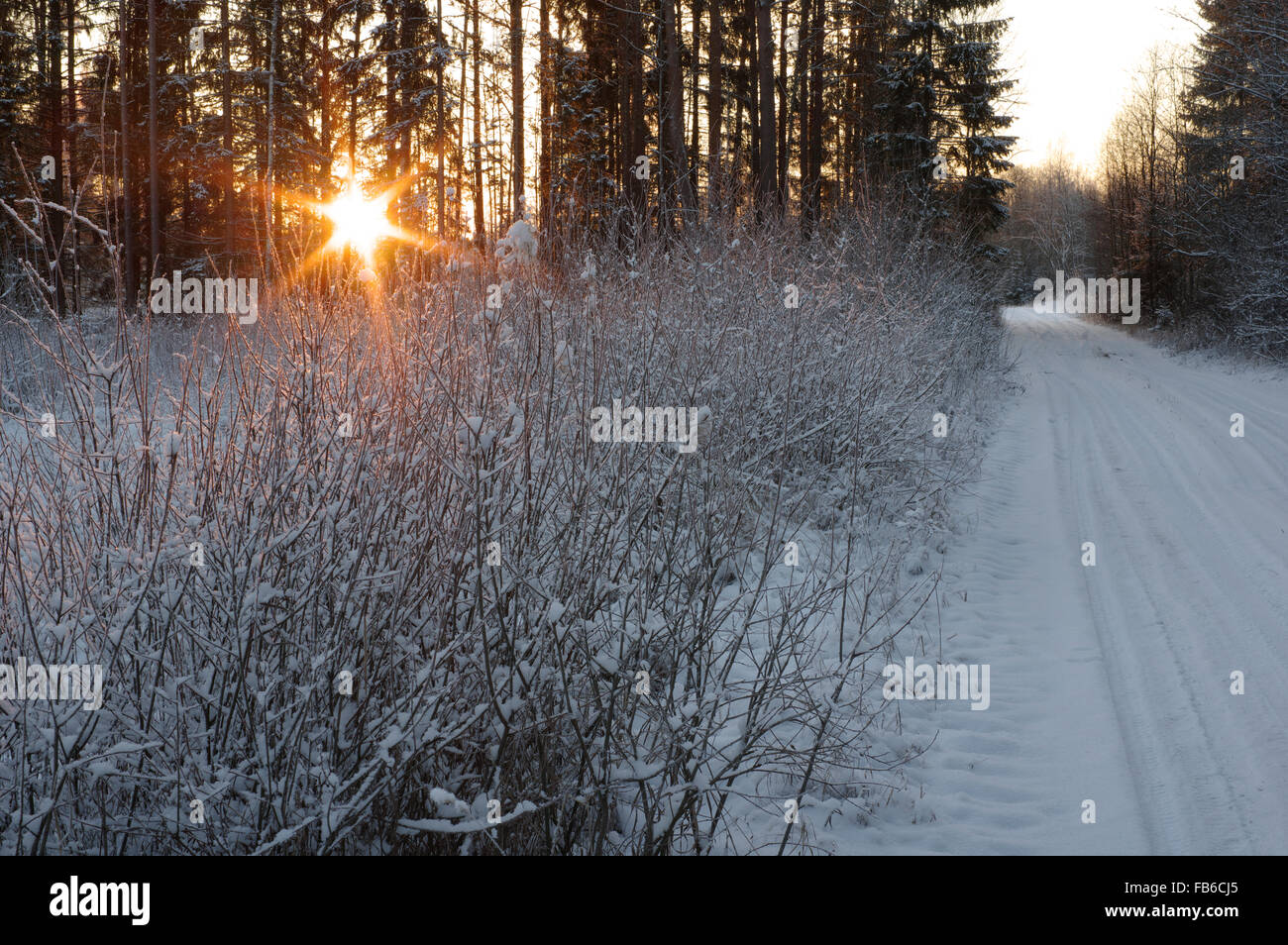 Invernale innevato strada forestale con sole di sera. La contea di Pärnu, Estonia 8 gennaio, 2016 Foto Stock