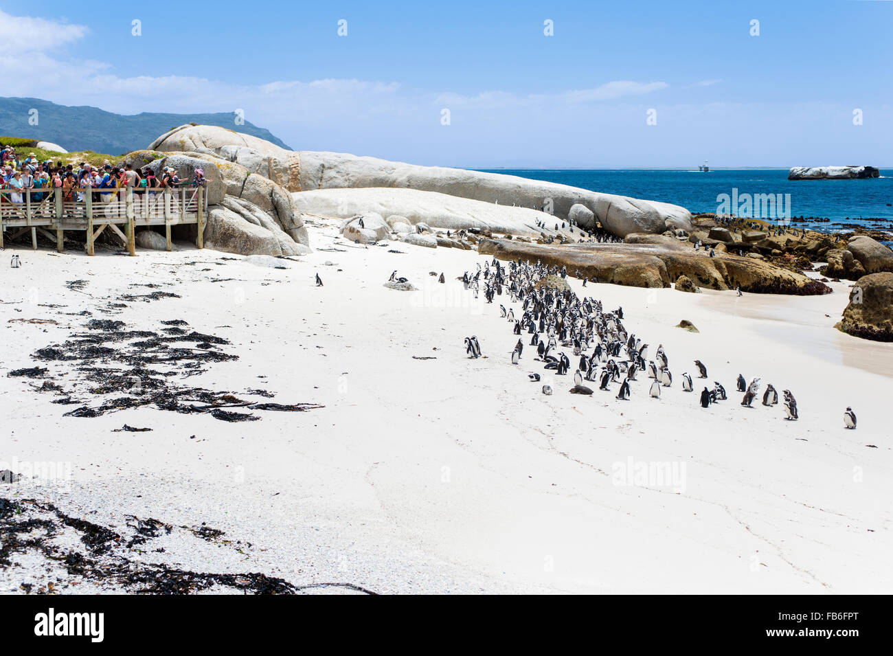 Boulders Beach i turisti e i pinguini vicino alla Città di Simon, Sud Africa Foto Stock