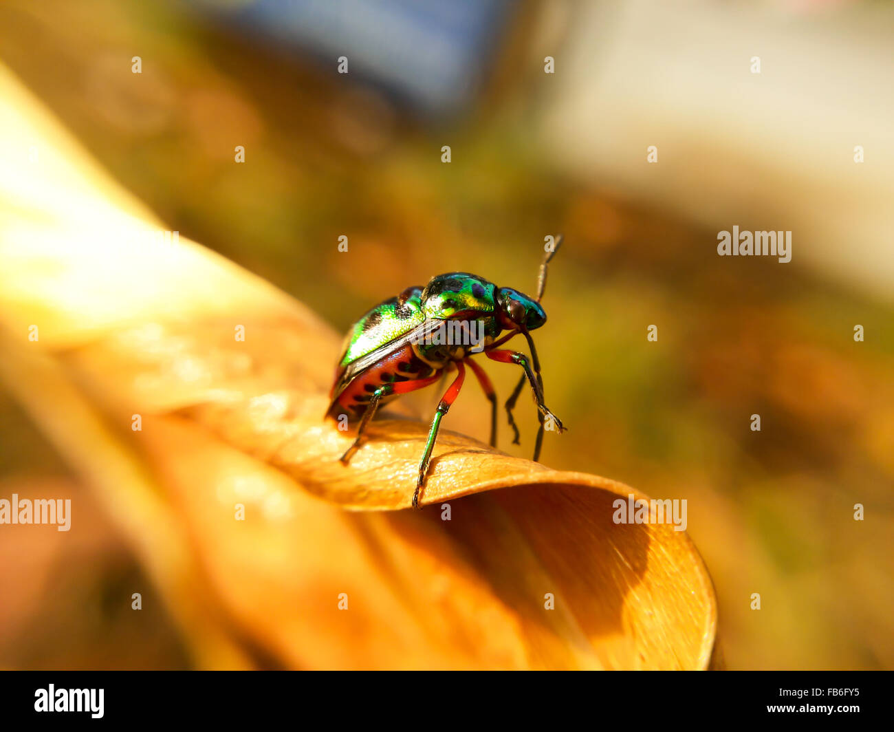Ladybug su foglie di sfondo a secco Foto Stock