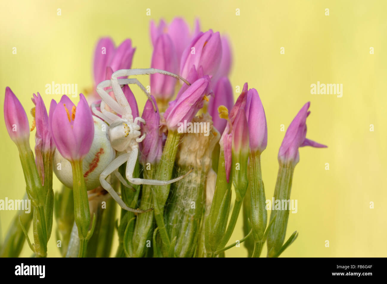 Il ragno granchio / Veraenderliche Krabbenspinne ( Misumena vatia ) seduti tra fiori di fioritura in attesa di prede. Foto Stock