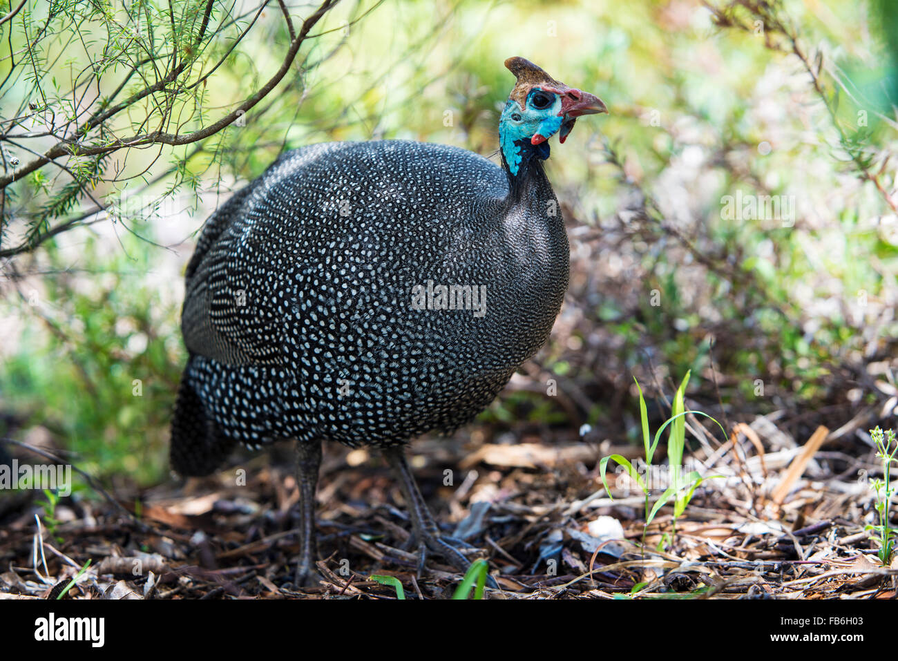 Un africano helmeted faraona nei Giardini Botanici di Kirstenbosch, Città del Capo Foto Stock