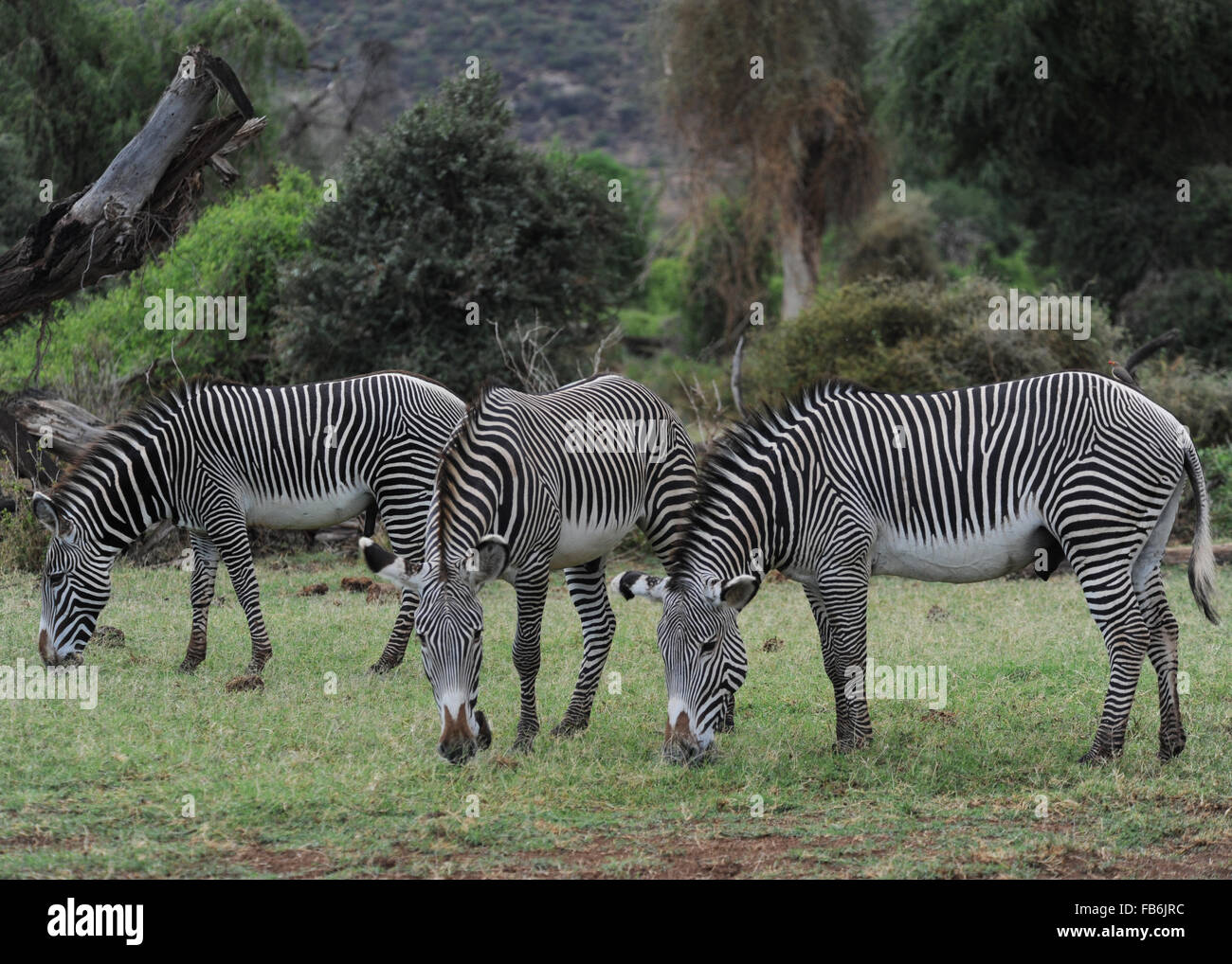 Tre di Grevy Zebra Samburu National Park Kenya Africa orientale Foto Stock