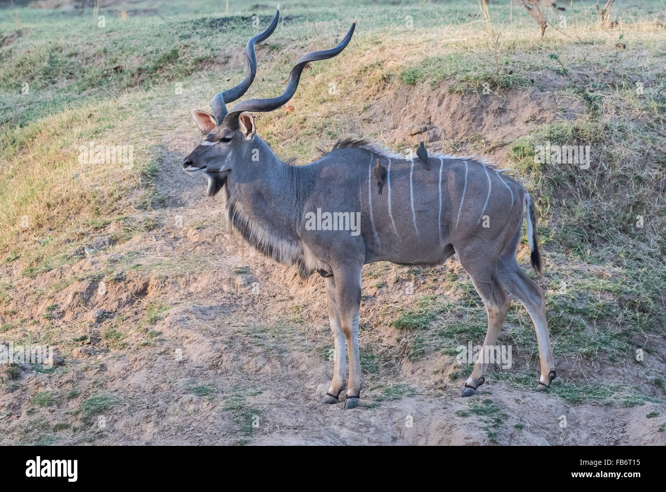 Una vista di profilo di un maschio adulto maggiore kudu (Tragelaphus strepsiceros). Il giorno, South Luangwa National Park, Zambia, Africa. Foto Stock