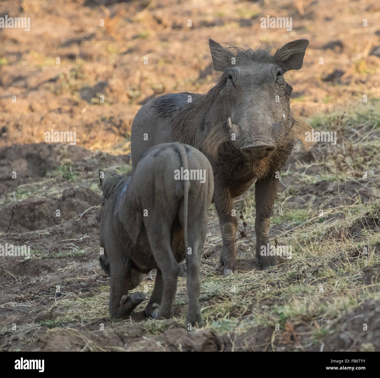 Due facoceri (Phacochoerus africanus), uno in ginocchio per mangiare, gli altri guardare dritto verso la fotocamera. South Luangwa NP, Zambia. Foto Stock