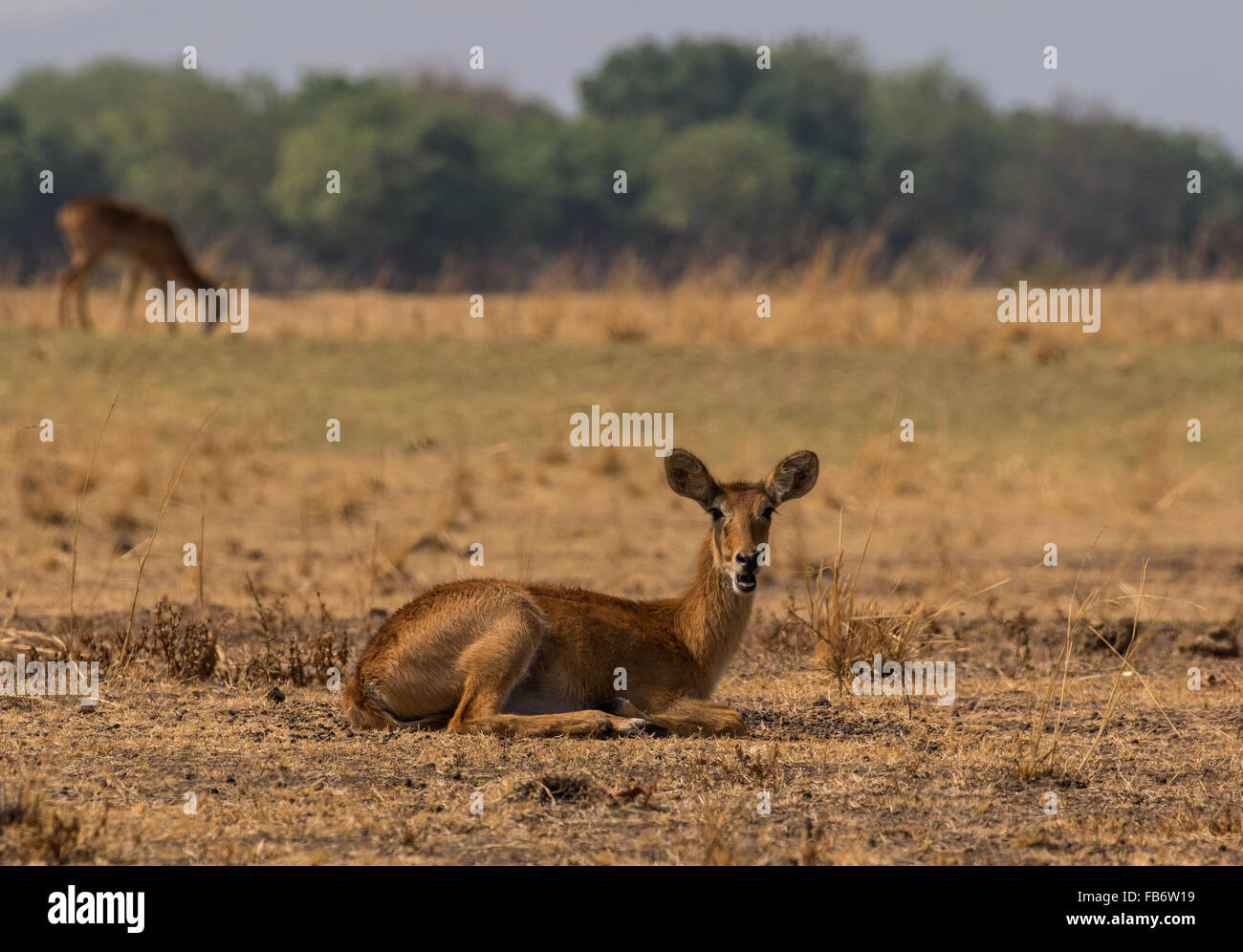 Un solitario puku antilope (Kobus vardonii) seduti e rilassarvi su di una cassa di espansione a secco. South Luangwa National Park, Zambia, Africa. Foto Stock