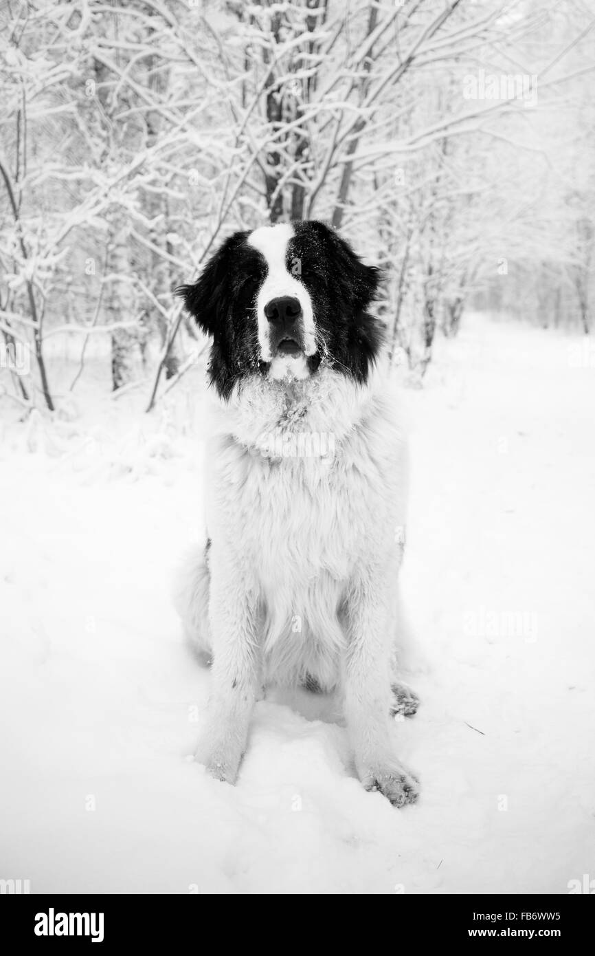 Ritratto di seduta landseer cane in inverno in bianco e nero Foto Stock