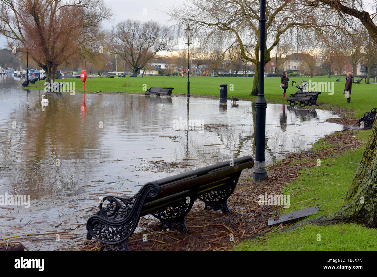 Christchurch, Dorset, Regno Unito. Xi gen, 2016. Il Quay e Riverside Walk colpite da alluvioni. Pettini e alberi spazzati verso il basso gonfio fiume Stour creare pericoli quando l'acqua si inclina il lunedì 11 gennaio 2016. Cigni piace mangiare l'erba attraverso l'acqua di inondazione. Credito: Roger Allen Fotografia/Alamy Live News Foto Stock