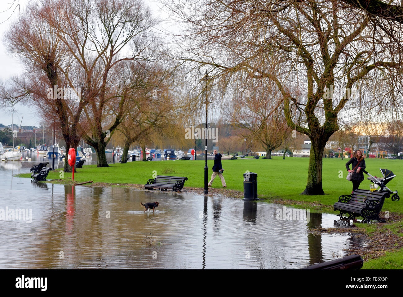 Christchurch, Dorset, Regno Unito. Xi gen, 2016. Il Quay e Riverside Walk colpite da alluvioni. Pettini e alberi spazzati verso il basso gonfio fiume Stour creare pericoli quando l'acqua si inclina il lunedì 11 gennaio 2016. Cigni piace mangiare l'erba attraverso l'acqua di inondazione. Credito: Roger Allen Fotografia/Alamy Live News Foto Stock