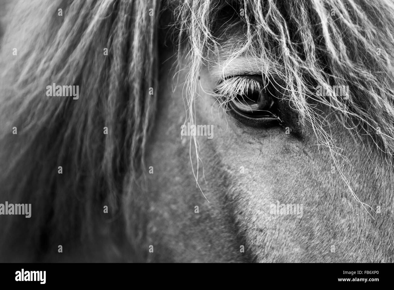 Occhio a cavallo di close-up Foto Stock