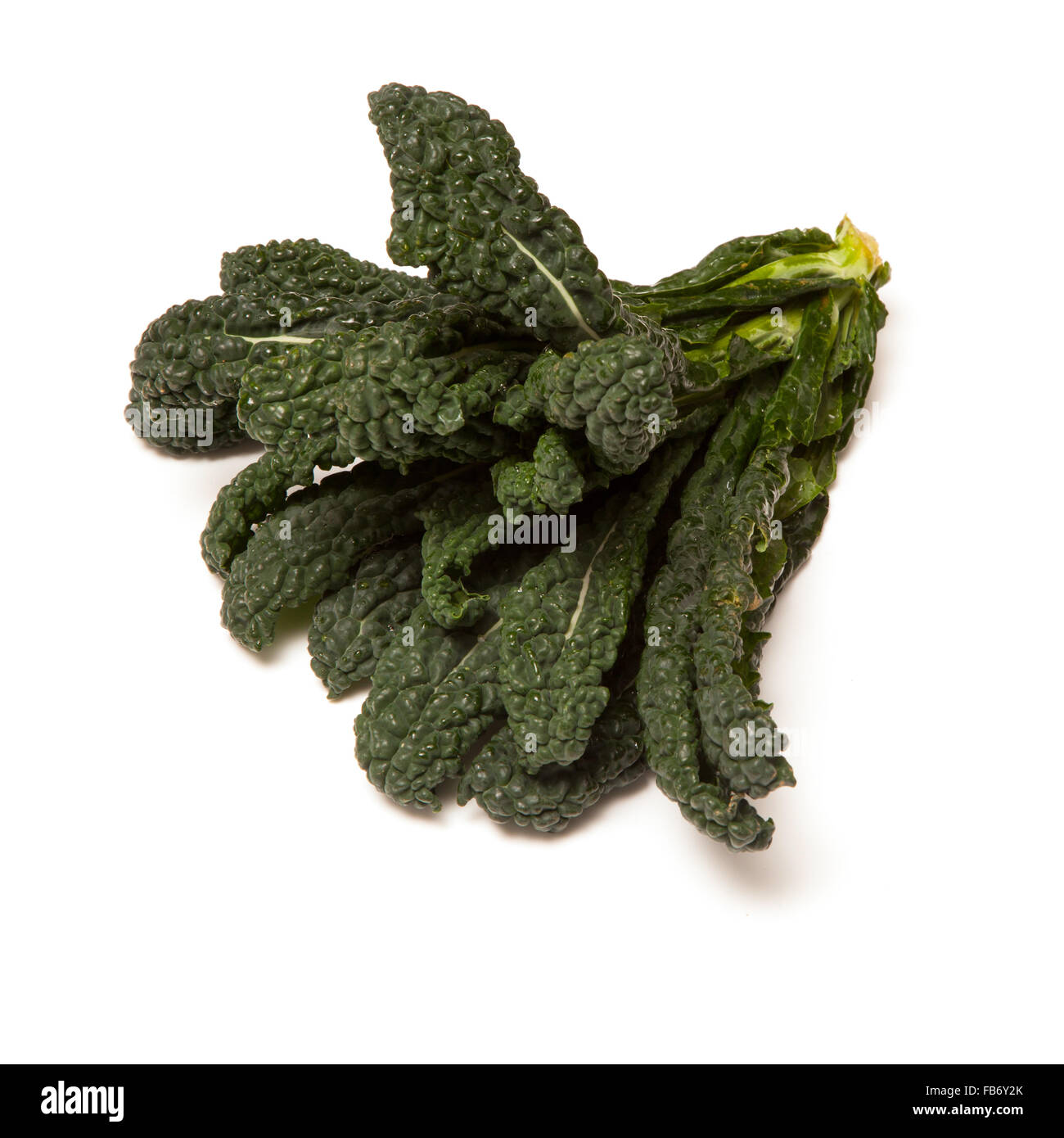 Cavolo nero un cavolo italiano isolato su bianco di sfondo per studio. Foto Stock