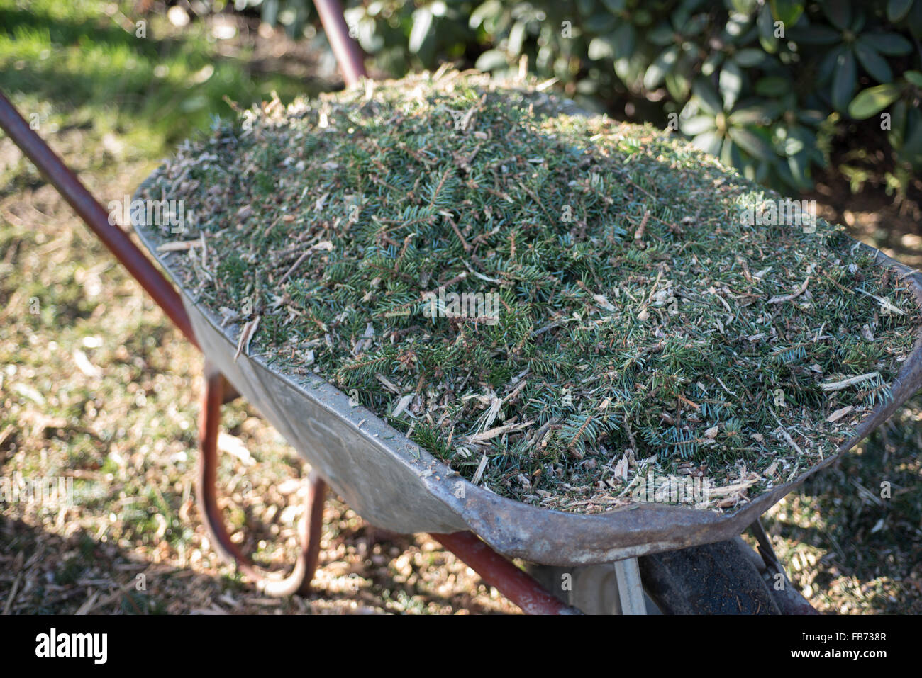 Rifiuti provenienti da una cippatrice in una carriola Foto Stock