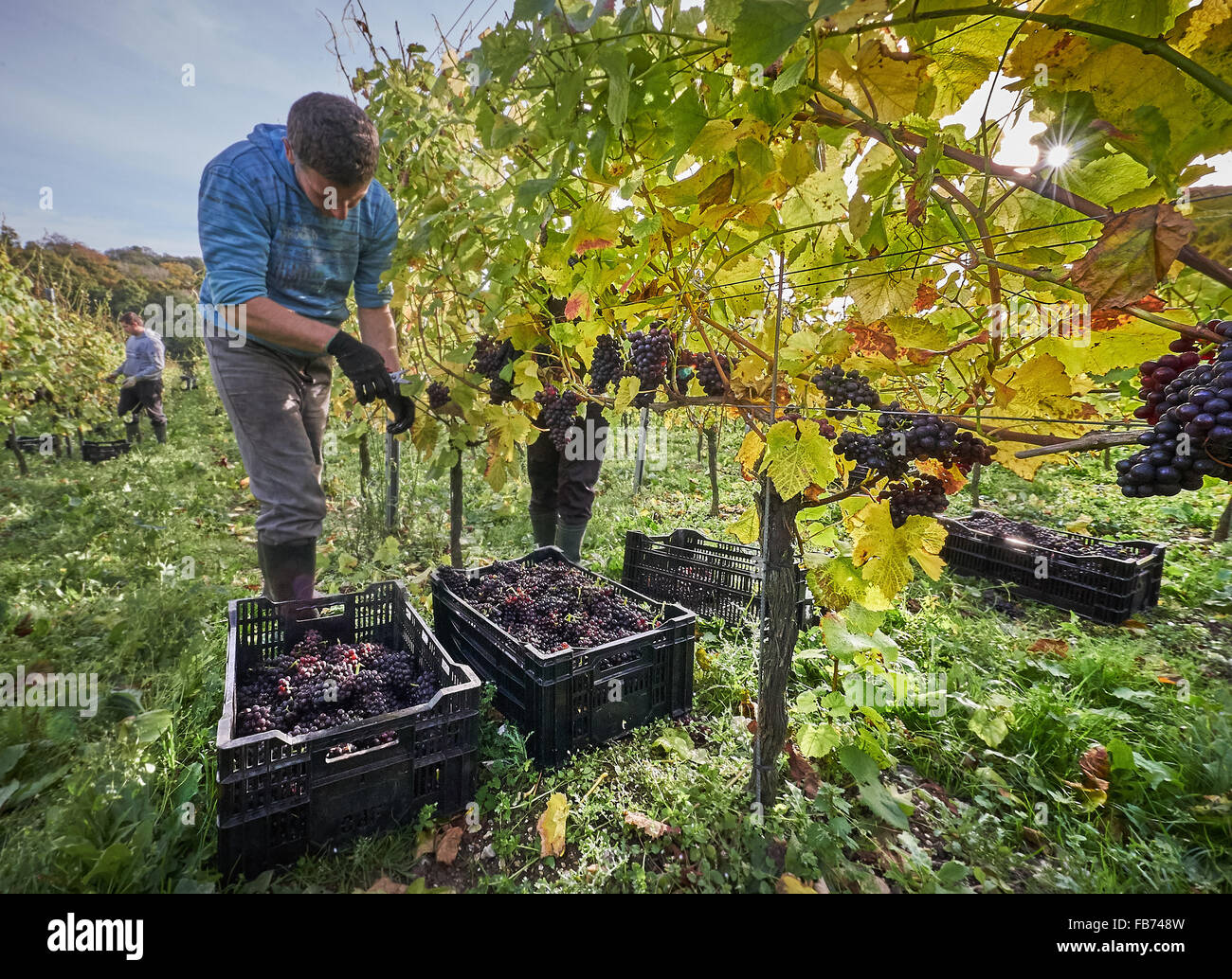 Viticoltore raccolto di uve rosse in un vigneto Foto Stock