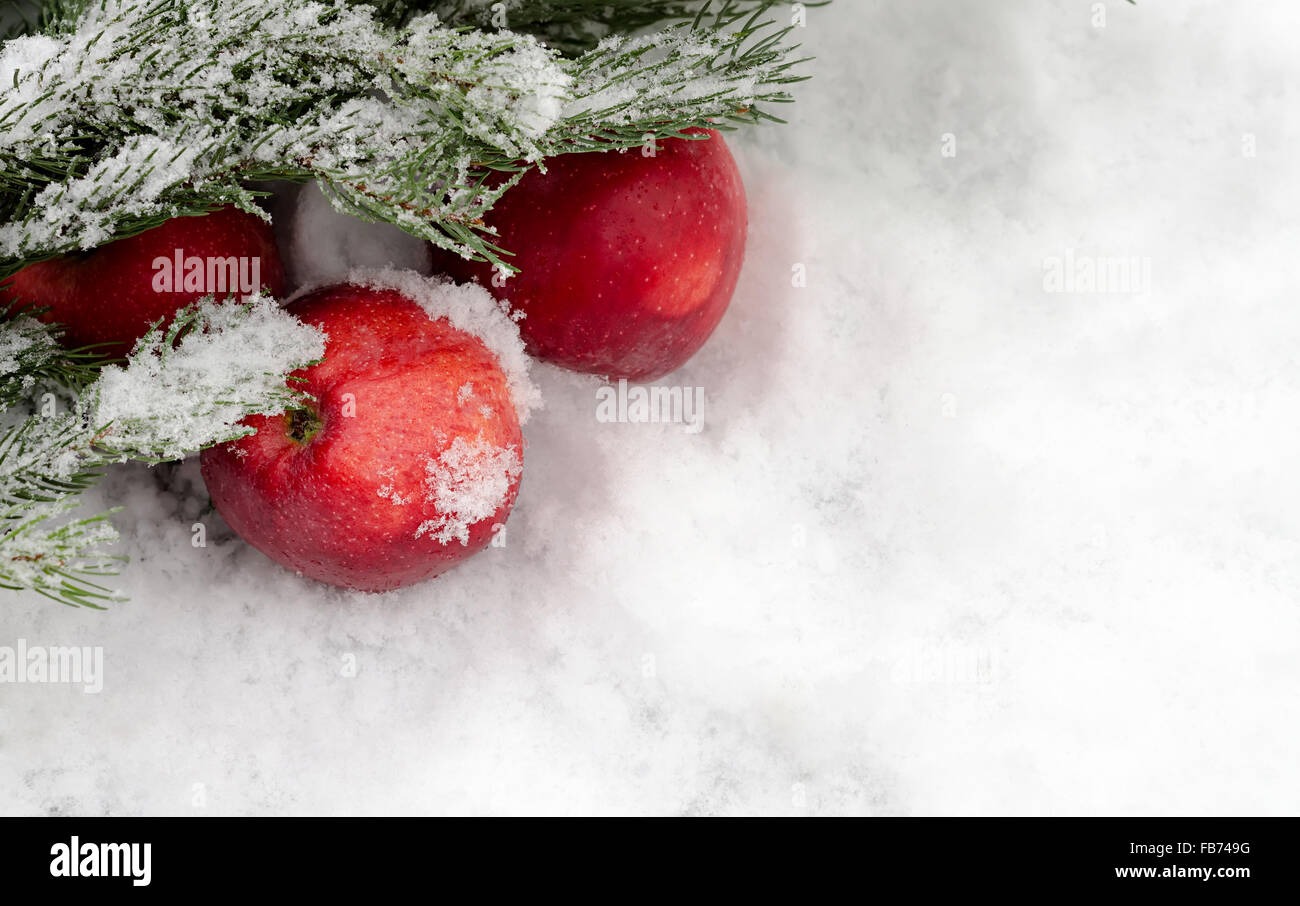 Mele sotto un abete il ramo sulla neve Foto Stock