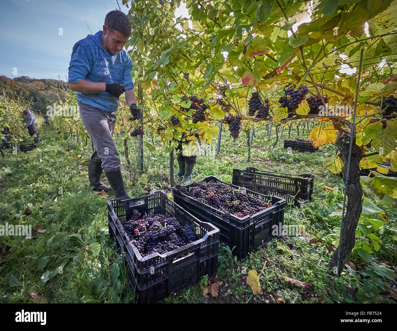Viticoltore raccolto di uve rosse in un vigneto Foto Stock