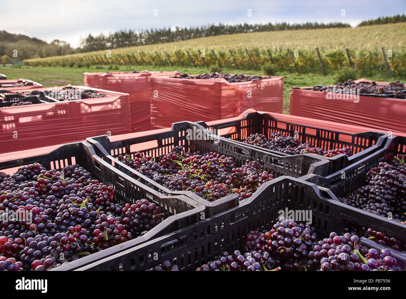 Scatole di ripe rosso uva fresca da harvest Foto Stock