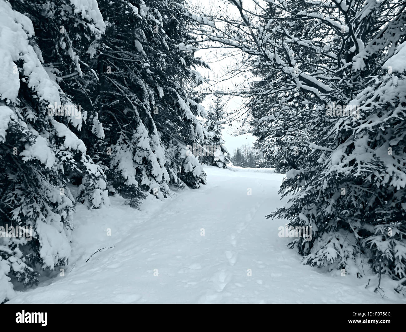 Paesaggio invernale. Composizione della natura. Foto Stock