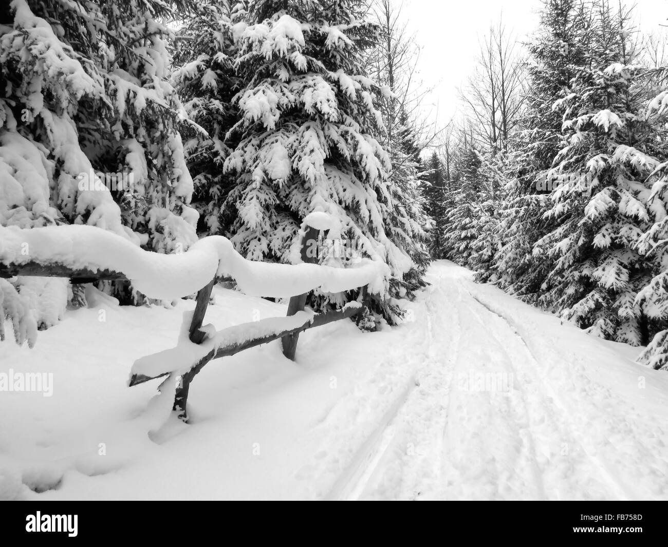 Inverno mattina foreste di abete rosso con la neve fresca Foto Stock