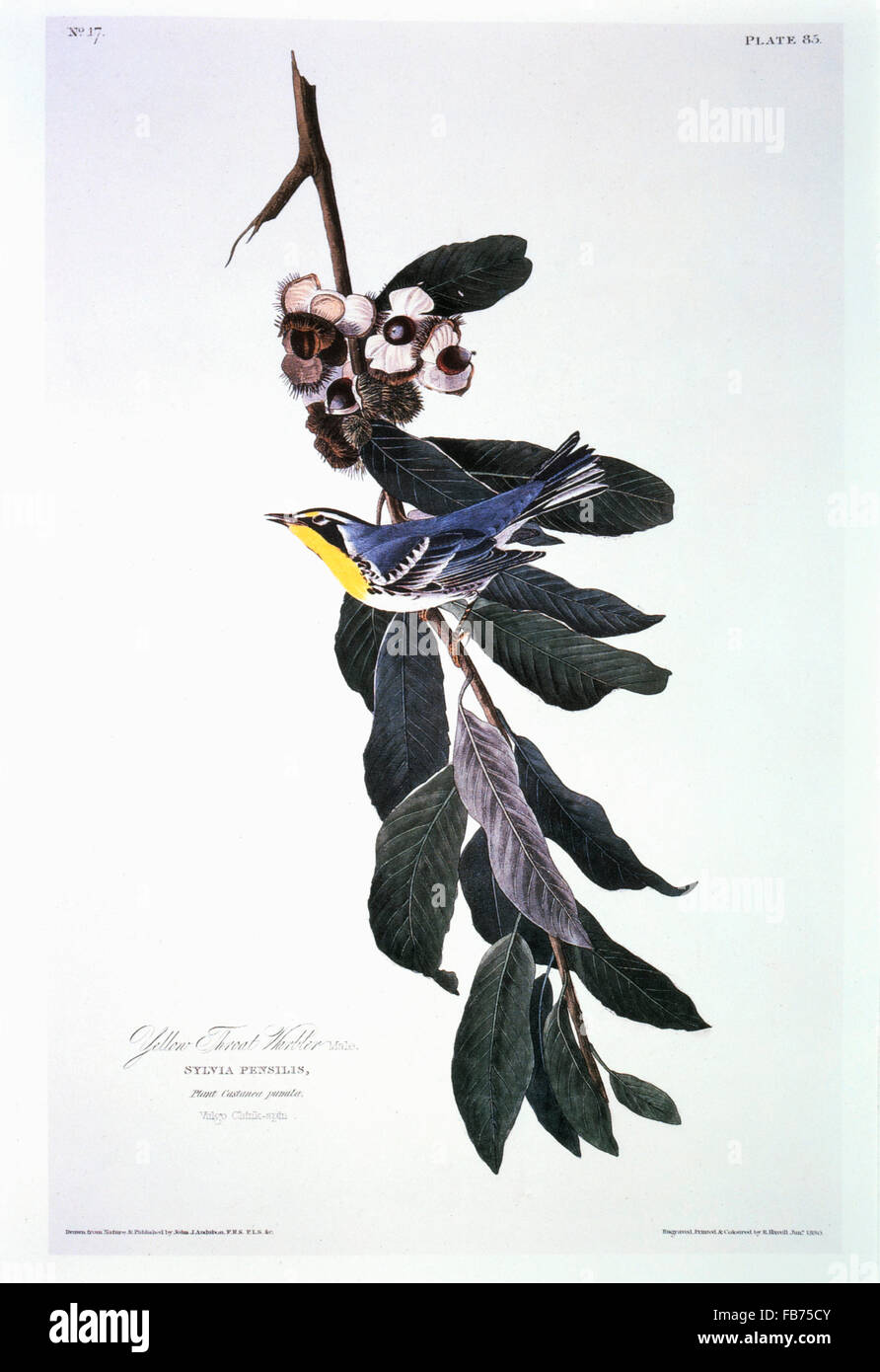 Gola giallo trillo, Chinquapin Tree, Hand-Colored attacco dal libro "Gli Uccelli d'America" di John James Audubon, circa 1830 Foto Stock