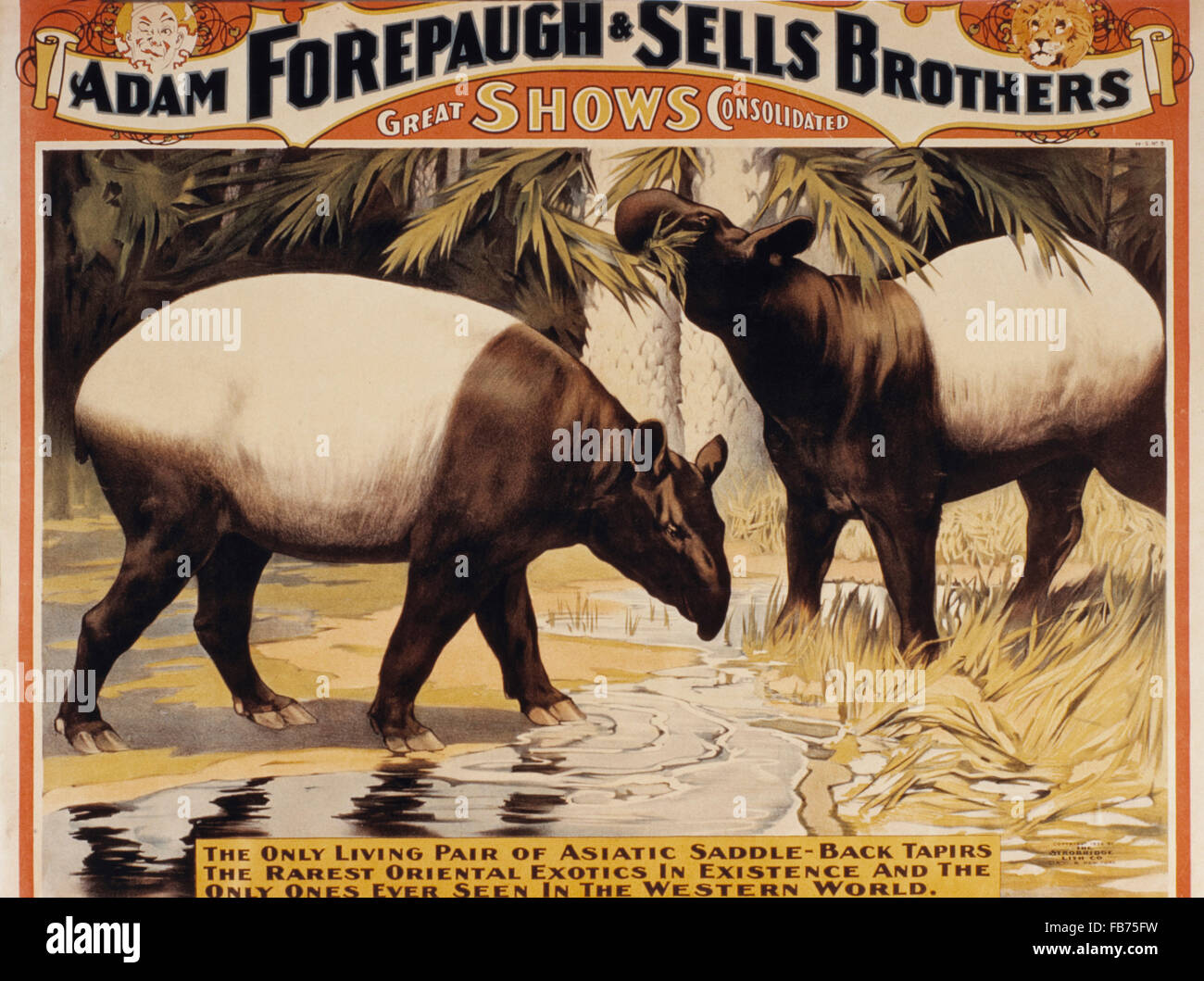 Adam Forepaugh e vende fratelli mostra il solo vivere coppia di Saddle-Back asiatico tapiri, poster di circo, circa 1900 Foto Stock