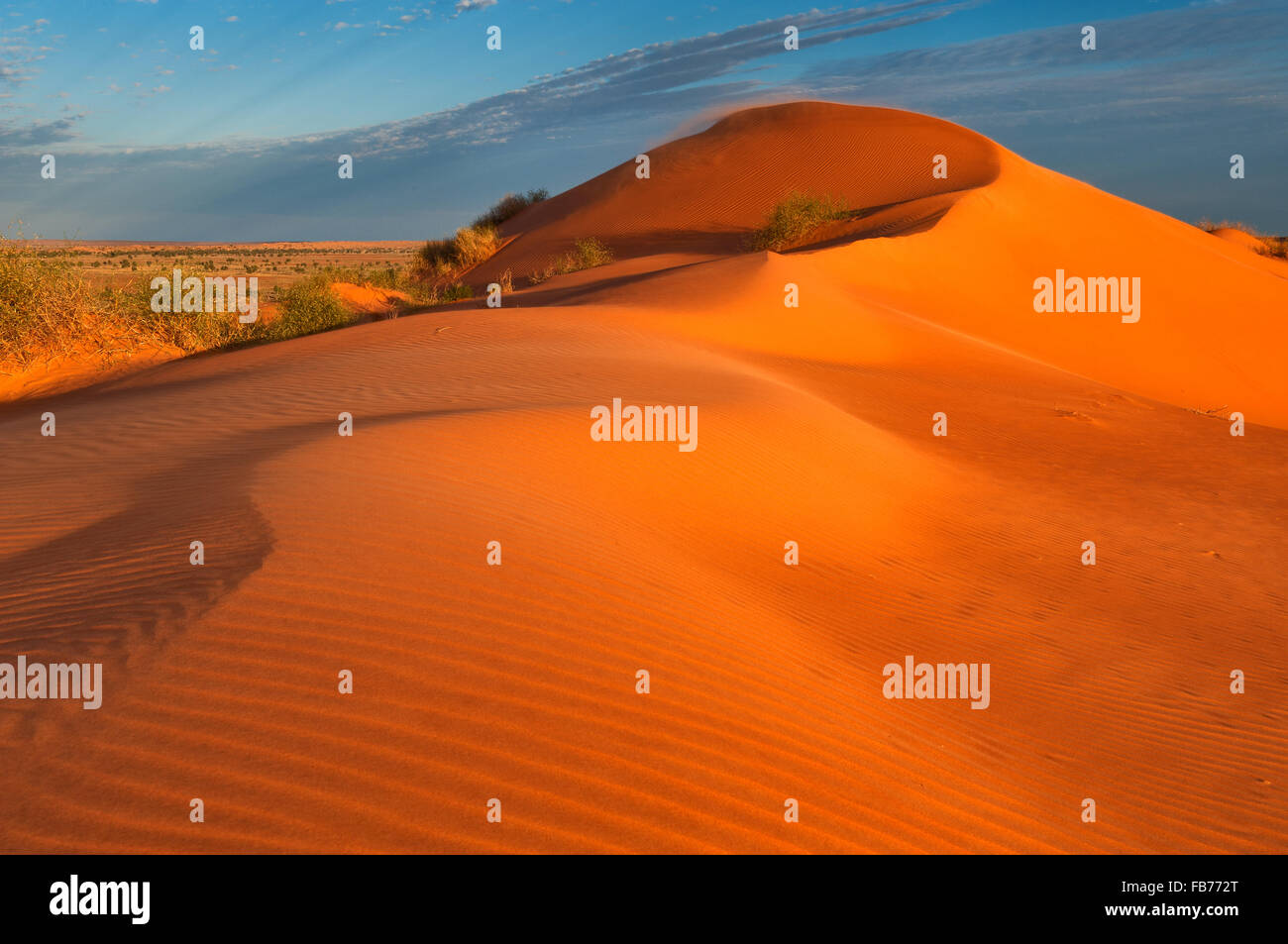 Red dune di sabbia nel deserto Simpson. Foto Stock