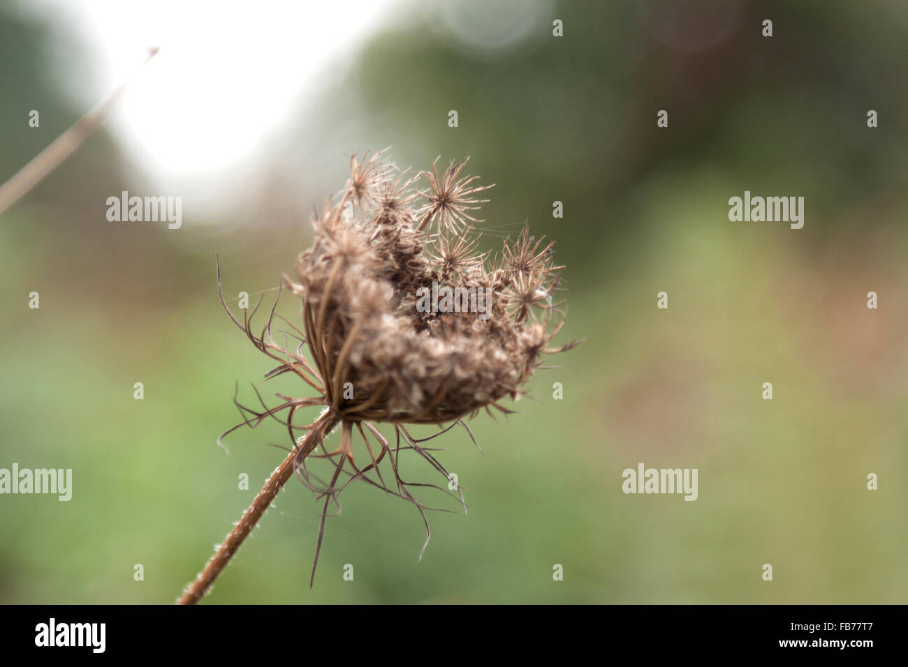 Un piano orizzontale di vista frontale di un impianto con uno sfondo sfocato e spazio per un messaggio Foto Stock