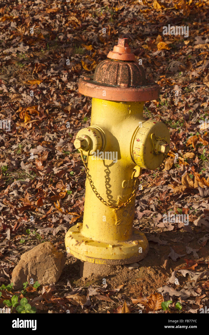 Un colorato di giallo luminoso idrante di fuoco con un arancione top seduti in un cantiere di foglie di autunno Foto Stock