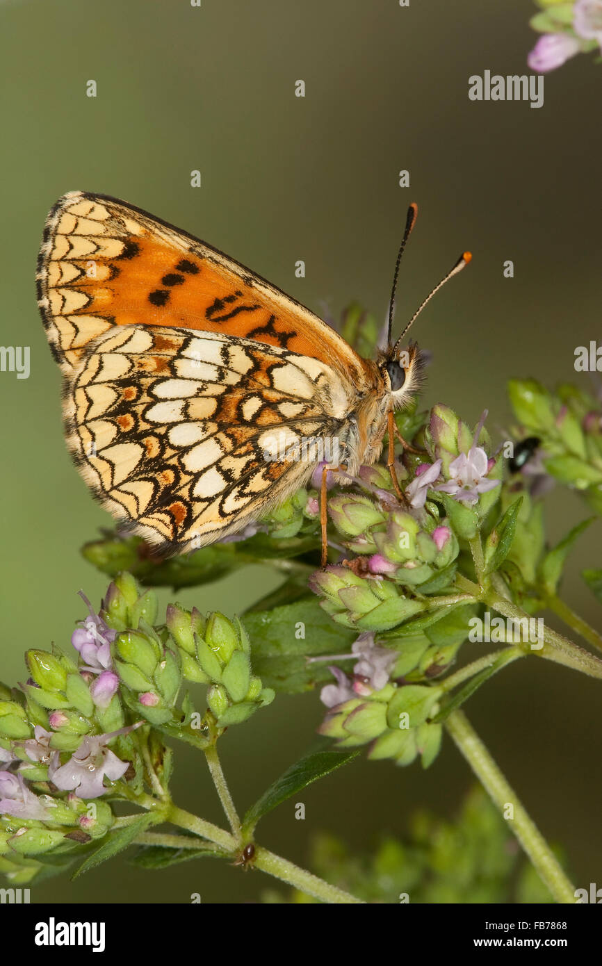 Heath fritillary, Wachtelweizen-Scheckenfalter, Gemeiner Scheckenfalter, Blütenbesuch, Melitaea athalia, Mellicta athalia Foto Stock