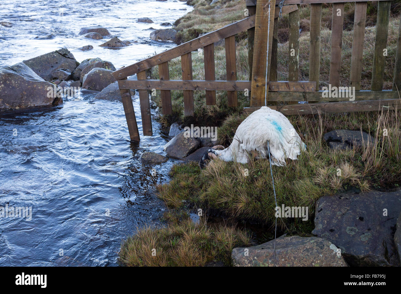 Fiume Tees, Superiore Teesdale, County Durham Regno Unito. 11 gennaio 2016, UK Meteo. Come fiumi sono diminuiti negli ultimi giorni, gli animali della fattoria spazzati via dalle inondazioni sono trovato essere lavato fino sulle rive dei fiumi come il tee. Credito: David Forster/Alamy Live News Foto Stock