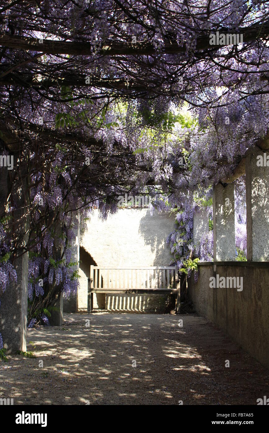 Banco sotto gli alberi di glicine. Foto Stock