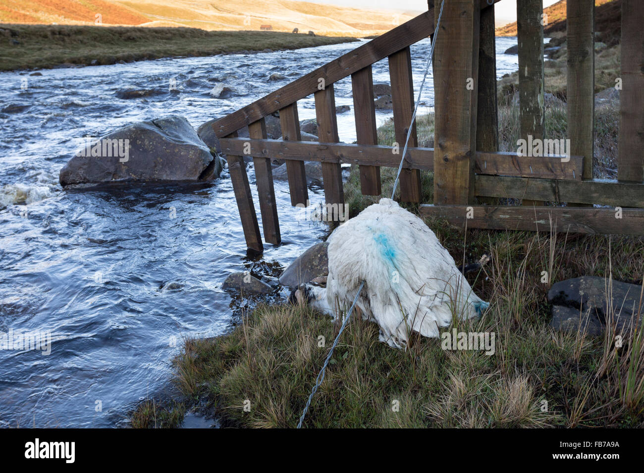Fiume Tees, Superiore Teesdale, County Durham Regno Unito. 11 gennaio 2016, UK Meteo. Come fiumi sono diminuiti negli ultimi giorni, gli animali della fattoria spazzati via dalle inondazioni sono trovato essere lavato fino sulle rive dei fiumi come il tee. Foto Stock
