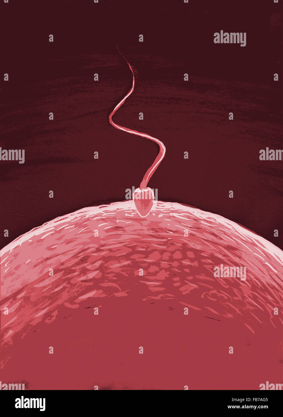 Immagine illustrativa di sperma inserendo l'uovo Foto Stock