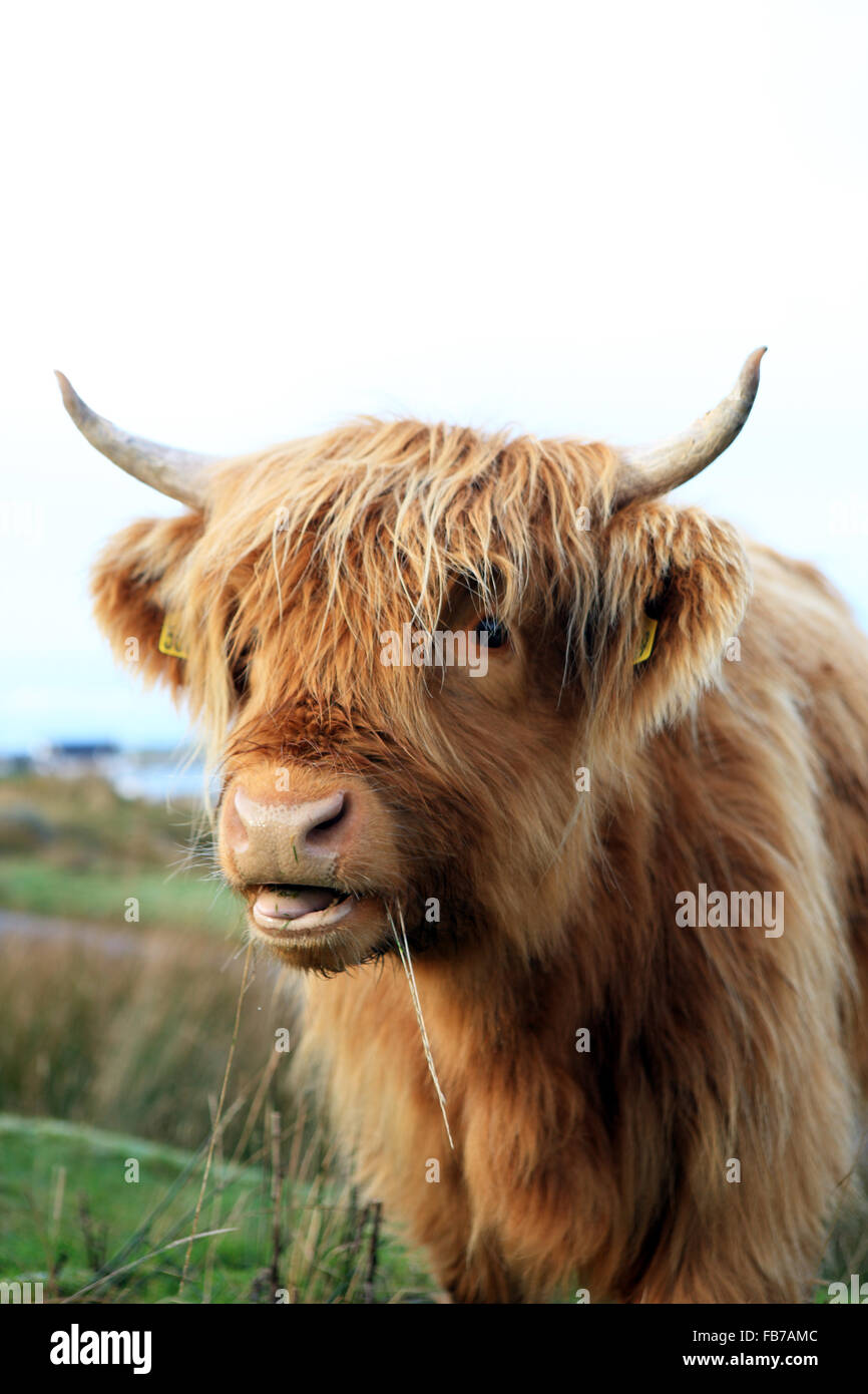 Highland mucca masticare lame di erba in Fionnphort sull'Isle of Mull nelle Ebridi Interne di Scozia Foto Stock
