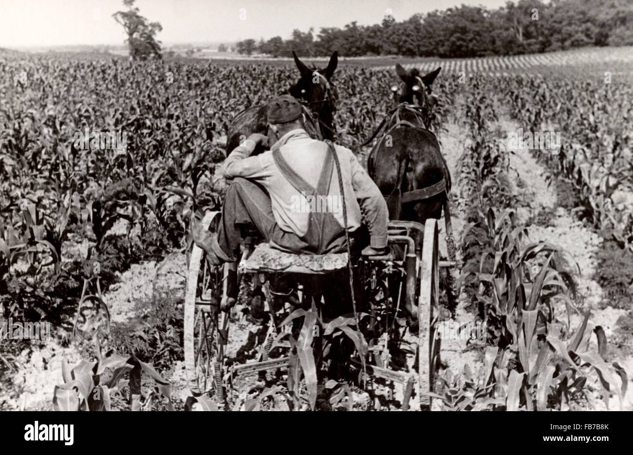 Agricoltura, America 1930 Foto Stock