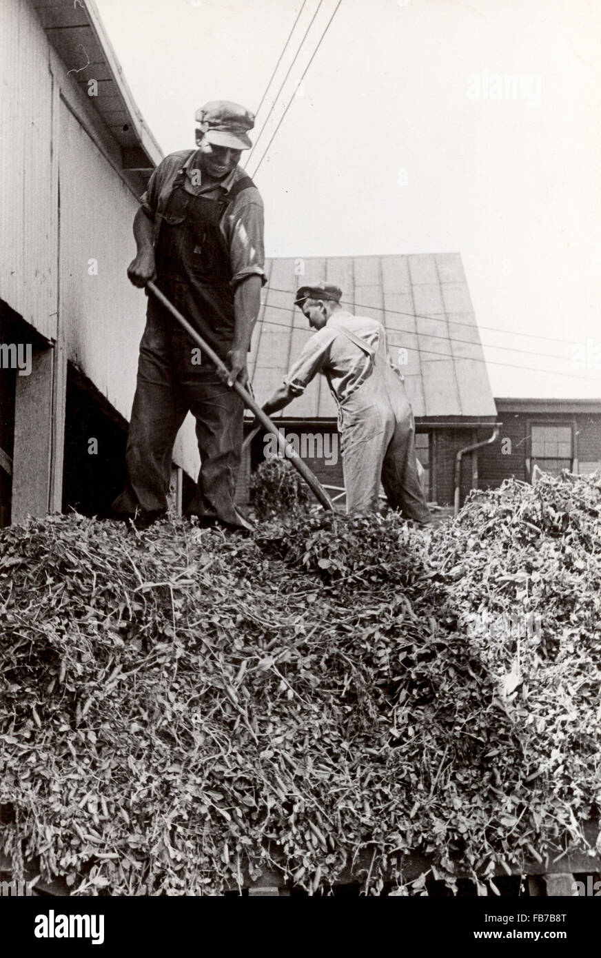 Il segnale di PEA azienda vitivinicola, central Ohio, Stati Uniti, 1930 Foto Stock