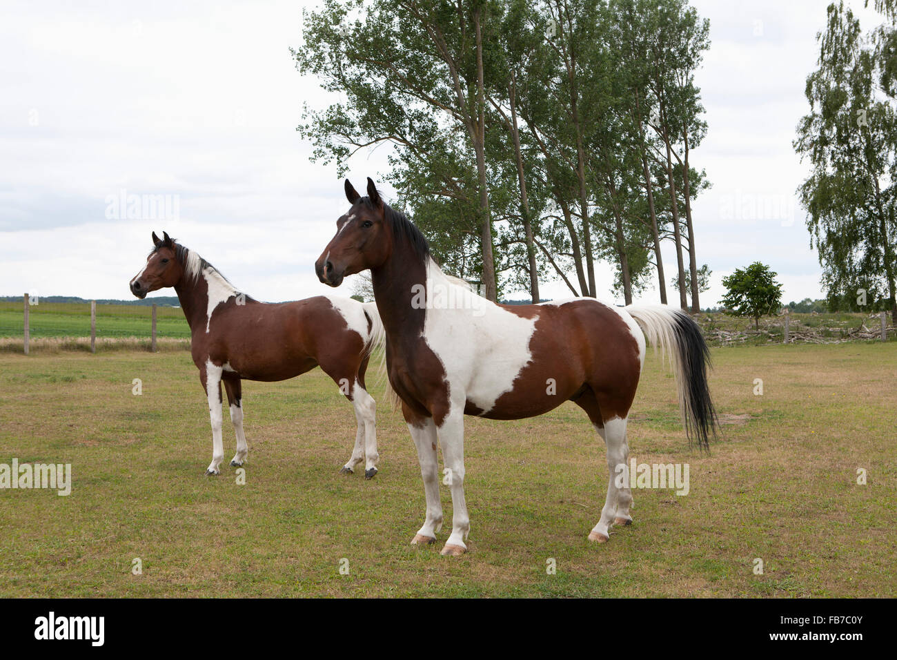 Lunghezza completa di cavalli in piedi sul campo erboso Foto Stock