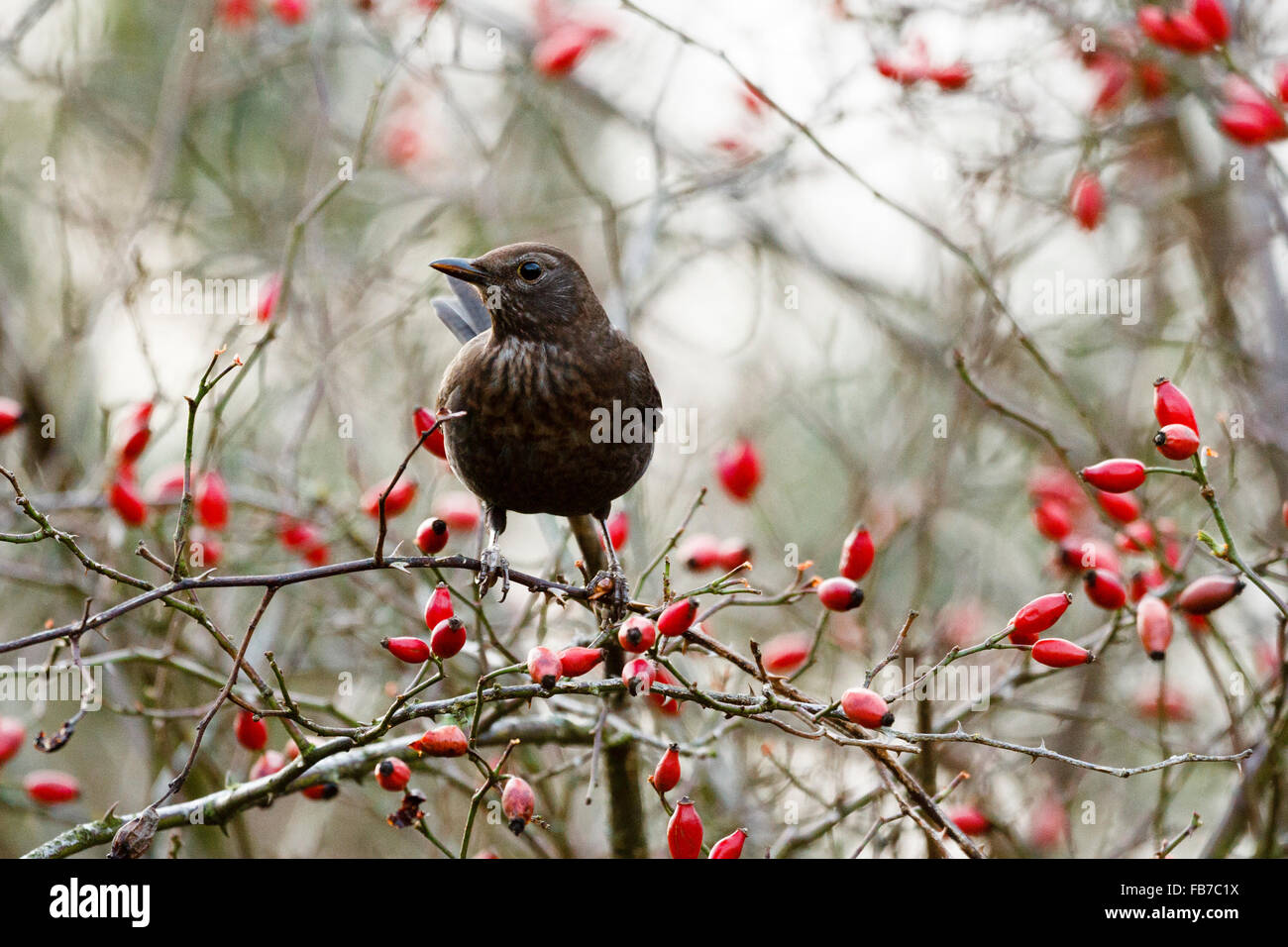 Merlo femmina (Turdus merula) Appollaiato tra rosa canina, East Sussex, England, Regno Unito Foto Stock