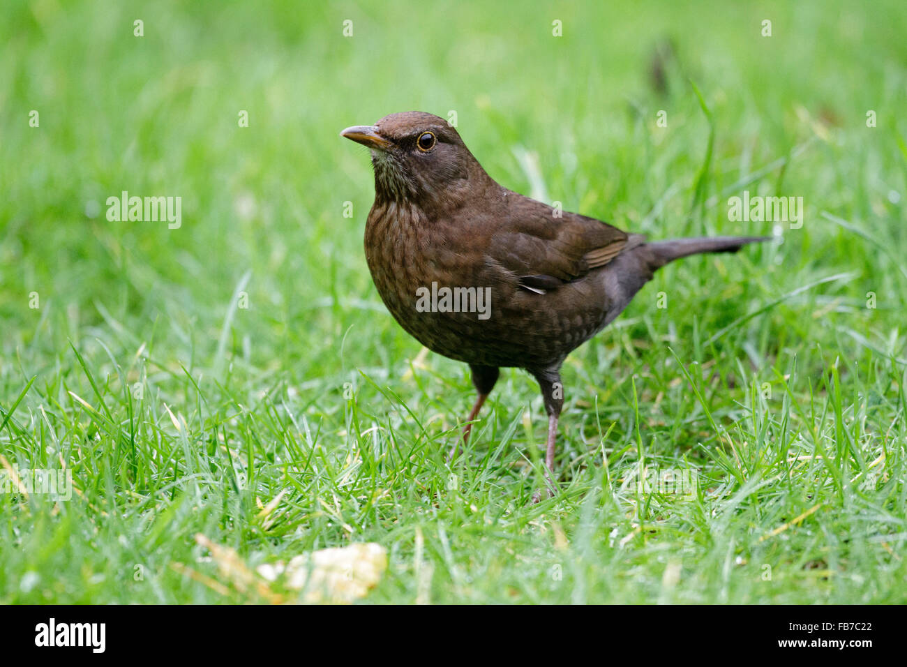 Merlo femmina (Turdus merula) su un prato, East Sussex, England, Regno Unito Foto Stock