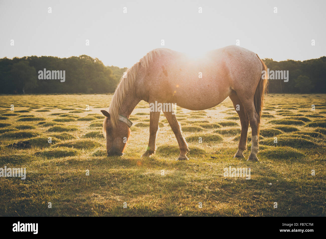 Cavallo al pascolo sul campo durante la giornata di sole Foto Stock