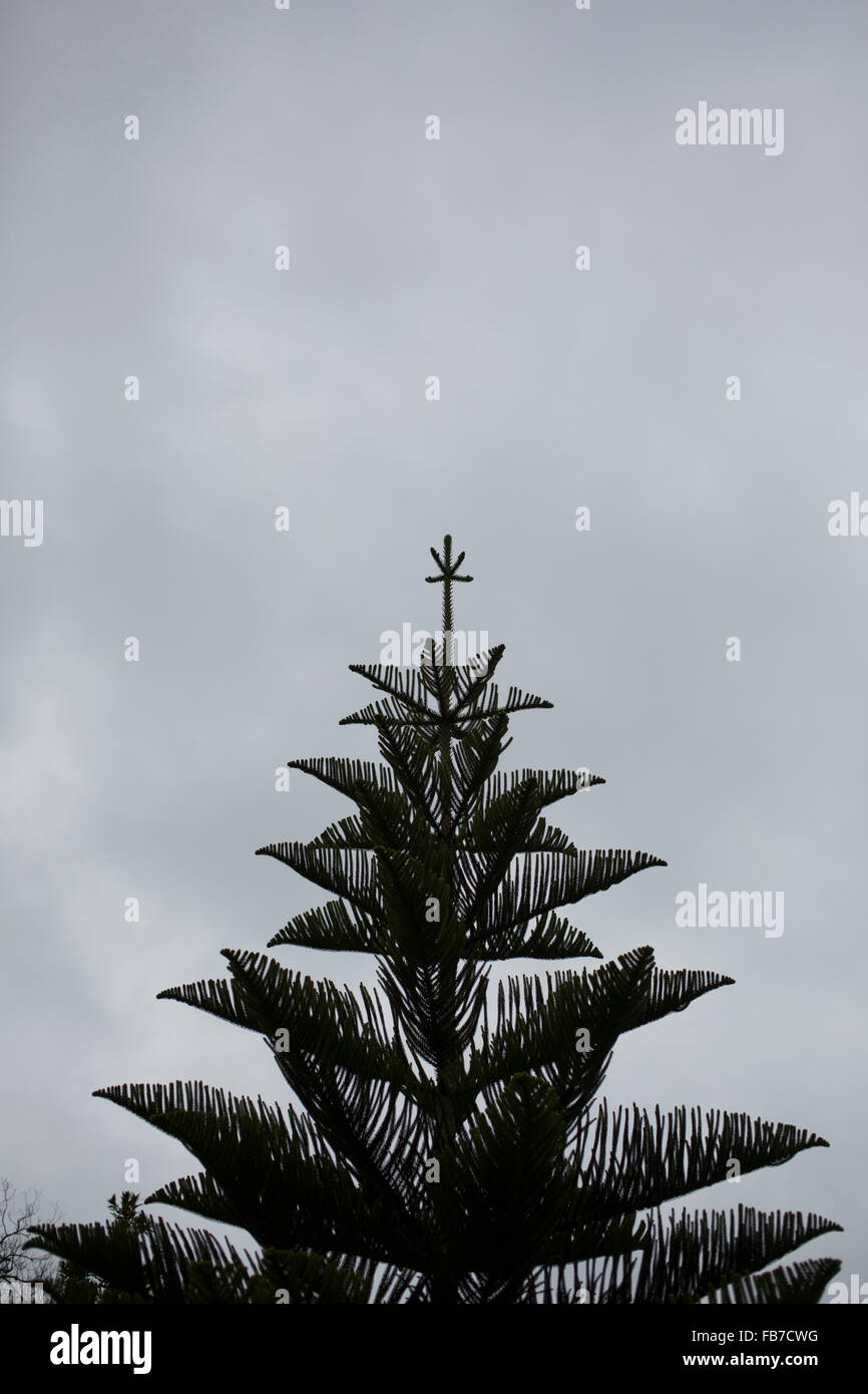 Basso angolo di visualizzazione albero contro sky Foto Stock